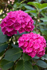 Obraz premium Beautiful pink hydrangea flowers in a garden, close-up of pink hortensia blossoms with green leaves.