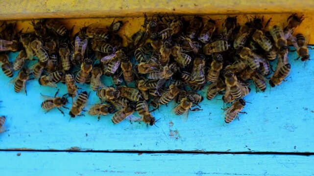 A large cluster of honeybees at the entrance of a wooden blue and yellow beehive in summer. Macro shot of hardworking insects near their nest on an apiary during active honey collection.