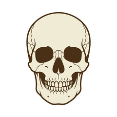 Fototapeta premium Detailed human skull front view illustration.