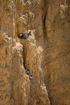 A pair of viscachas emerging from their burrows, gazing at the sunset.