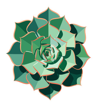 Green succulent rosette plant isolated closeup view.