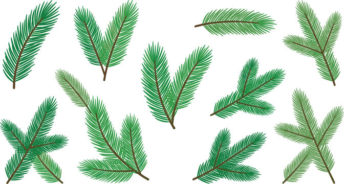 Green Pine Branches Vector Collection Featuring Fir Twigs and Spruce Needles for Christmas, Winter Holidays, and Nature Graphic DesignsGreen Pine Branches Vector Collection Featuring Fir Twigs and Spr