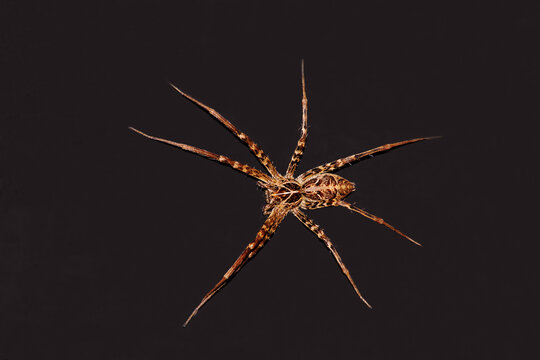 Nurseryweb Spider 10364