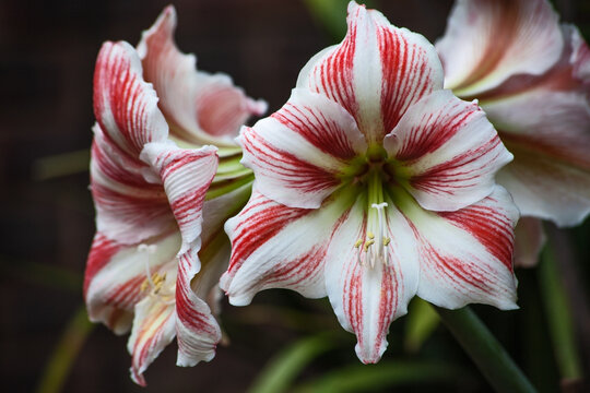 Red and white Amarylis 10027