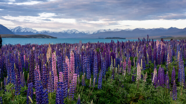 lavender field at sunset