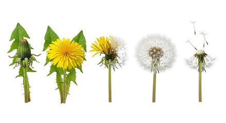 Obraz premium Dandelions blooming and scattering seeds