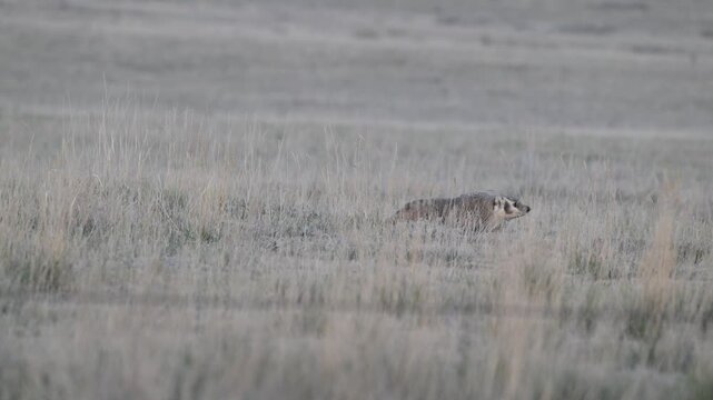 Badger in the Canadian prairies in the spring