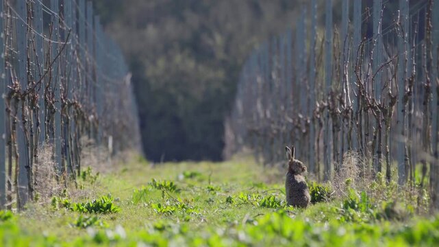 Brown hare, alert  in vineyard row in England