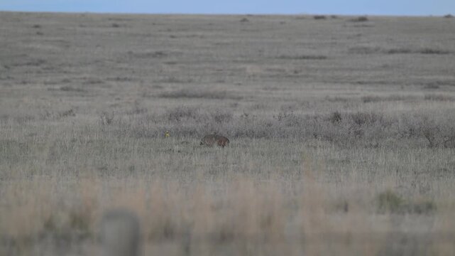Badger in the Canadian prairies in the spring