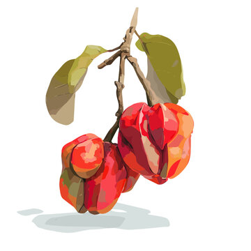 Flat 2D Ackee vector illustration, icon graphic on white background
