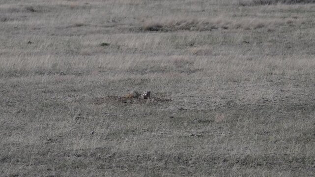 Badger in the Canadian prairies in the spring