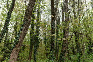 Fototapeta premium Green moss growing on tree trunk in spring forest