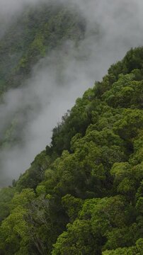 An aerial flyover vertical video of a rain forest and clouds on a steep mountain side, Kauai, Hawaii