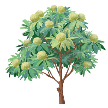 Breadfruit Tree, illustrated as a clean 2D flat vector icon isolated on a white background