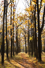 Fototapeta premium Oak grove pathway in open air Memorial Museum of Heroic Defense of Odessa 411th Coastal Battery Park, Ukraine. Sunlit autumn forest trail with golden foliage. Travel, nature background, copy space.