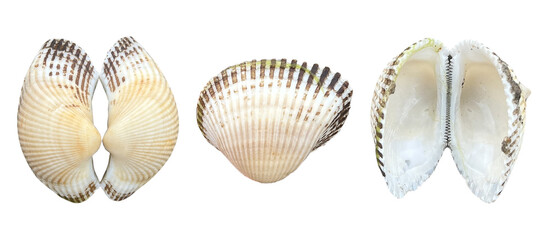 Open and Closed Cockle Shell Set © Valeri