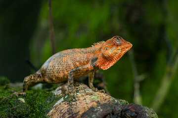 Fototapeta premium Detailed view of an orange and brown lizard