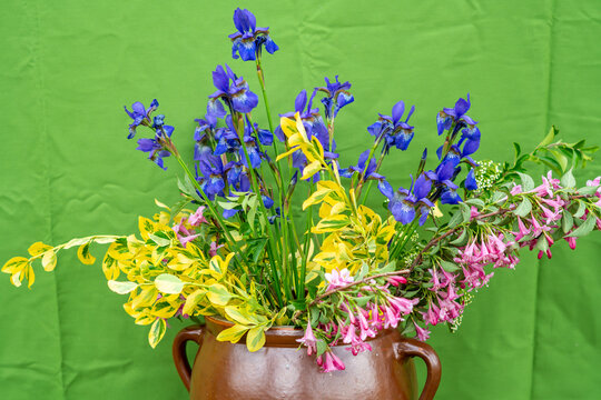 Colorful garden bouquet in a brown clay pot featuring blue siberian irises, pink weigela flowers, and variegated yellow green euonymus leaves, isolated on a solid green background.