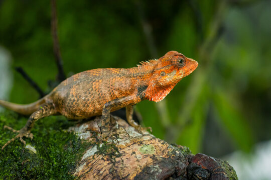 Colorful garden lizard in its natural habitat