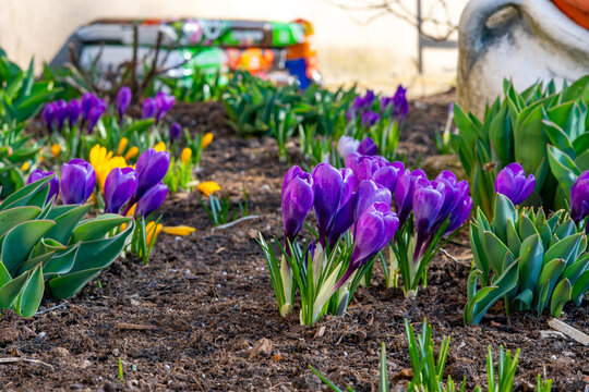 Purple and yellow crocus flowers blooming in black soil on a garden bed in spring, green tulip leaves, blurred background with soil bags, close-up, low angle, natural sunlight, macro photography.