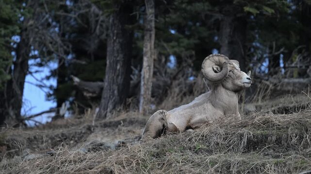 Bighorn rams in the Canadian Rockies