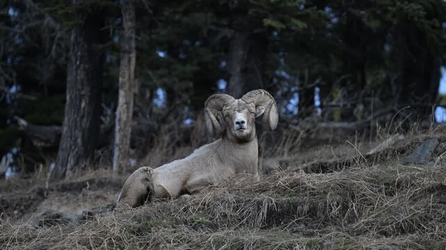 Bighorn rams in the Canadian Rockies