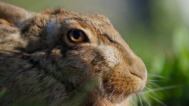 A Brown hare blinks in the English countryside