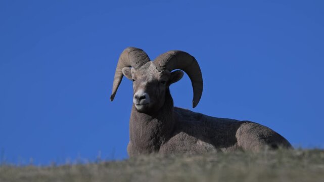 Bighorn rams in the Canadian Rockies