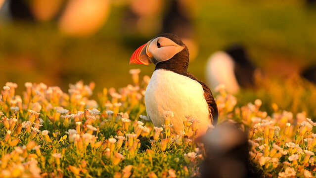 An Atlantic puffin standing among small white flowers.