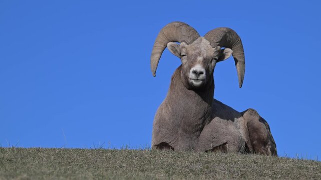 Bighorn rams in the Canadian Rockies