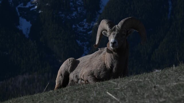 Bighorn rams in the Canadian Rockies