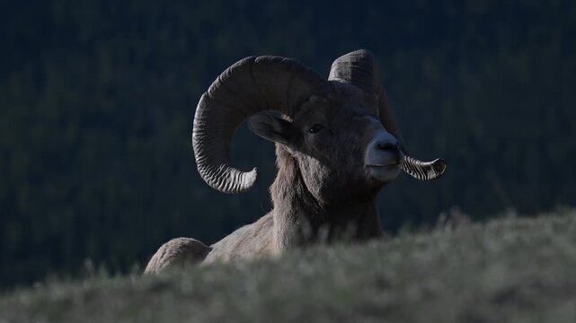 Bighorn rams in the Canadian Rockies