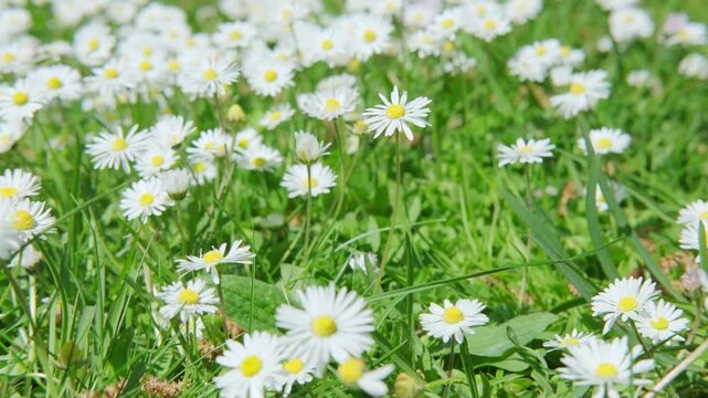 smooth camera movement over Blooming white daisies Matricaria chamomilla in grass, family Asteraceae, chamomile flowers, meadow rural scene, environmental protection, nature wildflowers background