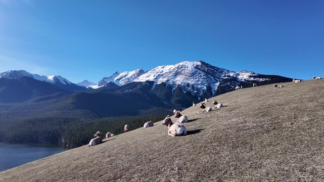Bighorn rams in the Canadian Rockies
