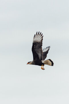 Southern Caracara