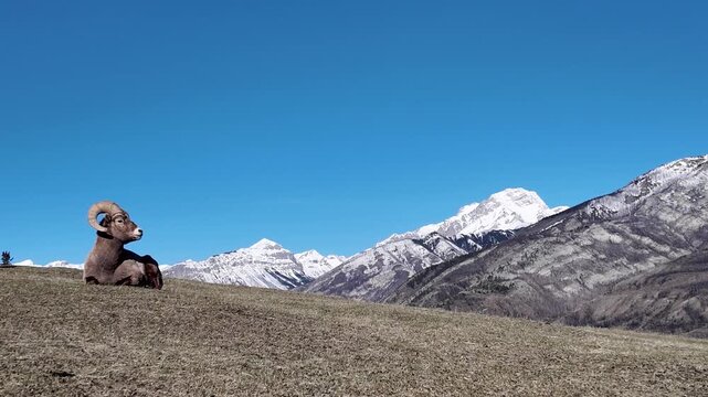 Bighorn rams in the Canadian Rockies