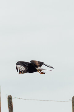 Southern Caracara