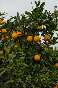 orange tree with oranges