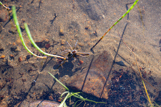A spider walking on the water of a lake