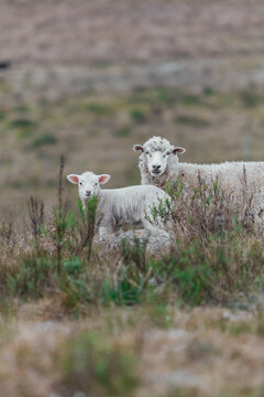 sheep and lamb