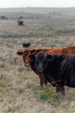 Angus cattle farm in the pampas