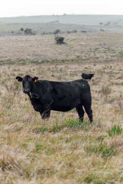 Angus cattle farm in the pampas
