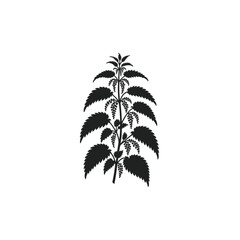Obraz premium Stinging Nettle Branches Silhouette Graphic