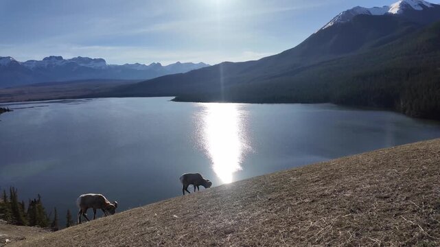 Bighorn rams in the Canadian Rockies