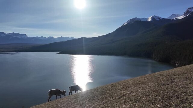 Bighorn rams in the Canadian Rockies
