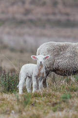 Naklejka premium sheep on a farm