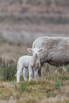 sheep on a farm