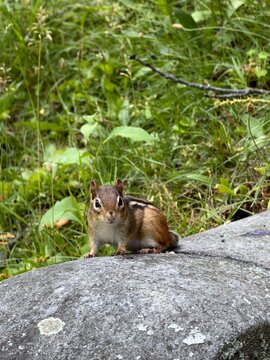 chipmunk sitting on a stone with grass