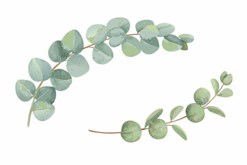 eucalyptus sprig watercolor illustration leaves plant botanical © SagoriRani