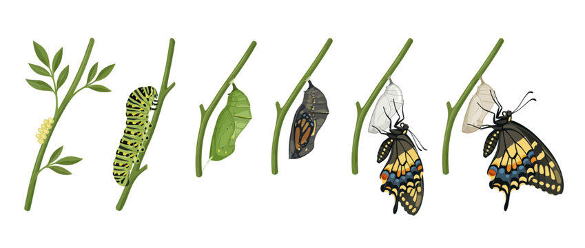Butterfly Life Cycle: Eggs, Caterpillar, Pupa, Chrysalis, Emergence, Adult
